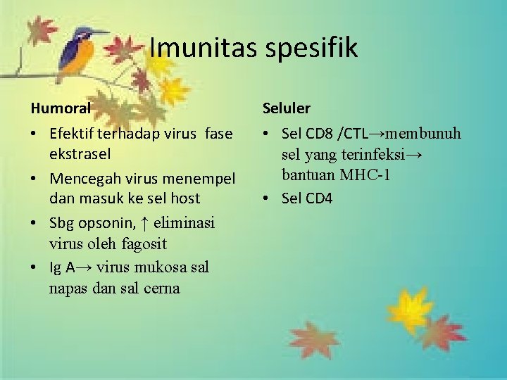 Imunitas spesifik Humoral Seluler • Efektif terhadap virus fase ekstrasel • Mencegah virus menempel