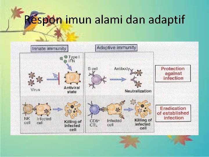 Respon imun alami dan adaptif 