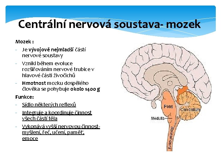 Centrální nervová soustava- mozek Mozek : - Je vývojově nejmladší částí nervové soustavy -