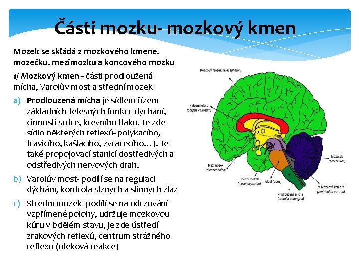 Části mozku- mozkový kmen Mozek se skládá z mozkového kmene, mozečku, mezimozku a koncového