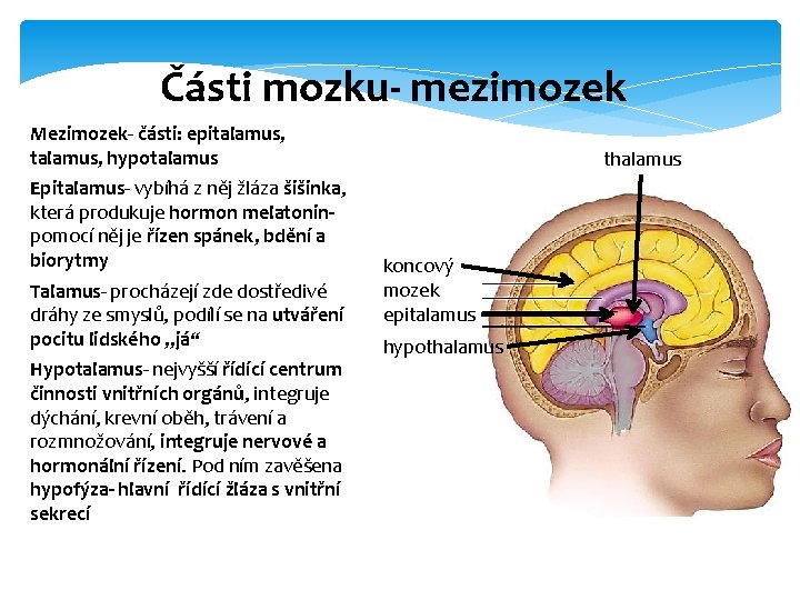 Části mozku- mezimozek Mezimozek- části: epitalamus, hypotalamus Epitalamus- vybíhá z něj žláza šišinka, která