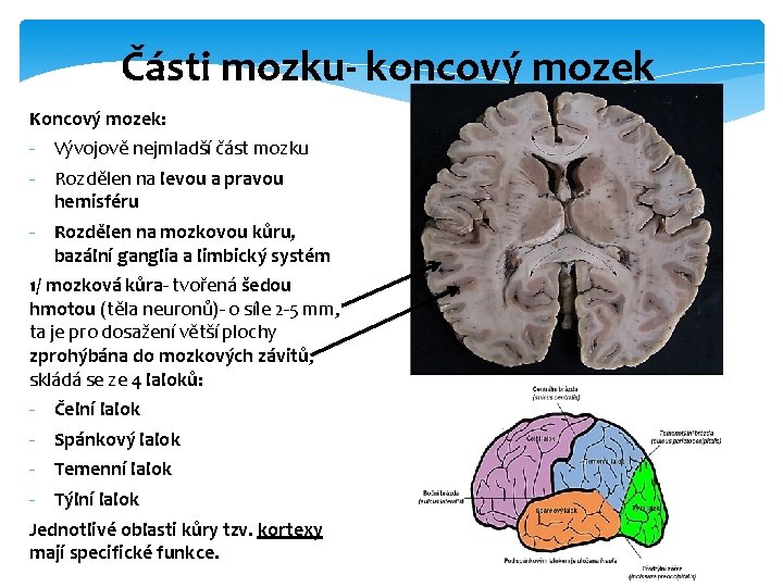 Části mozku- koncový mozek Koncový mozek: - Vývojově nejmladší část mozku - Rozdělen na