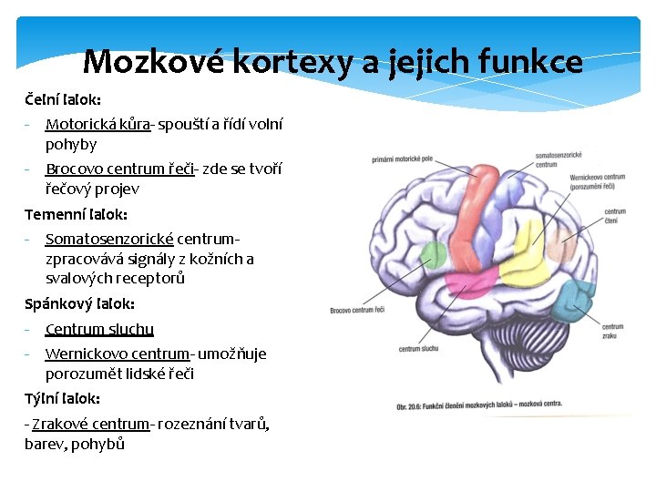 Mozkové kortexy a jejich funkce Čelní lalok: - Motorická kůra- spouští a řídí volní