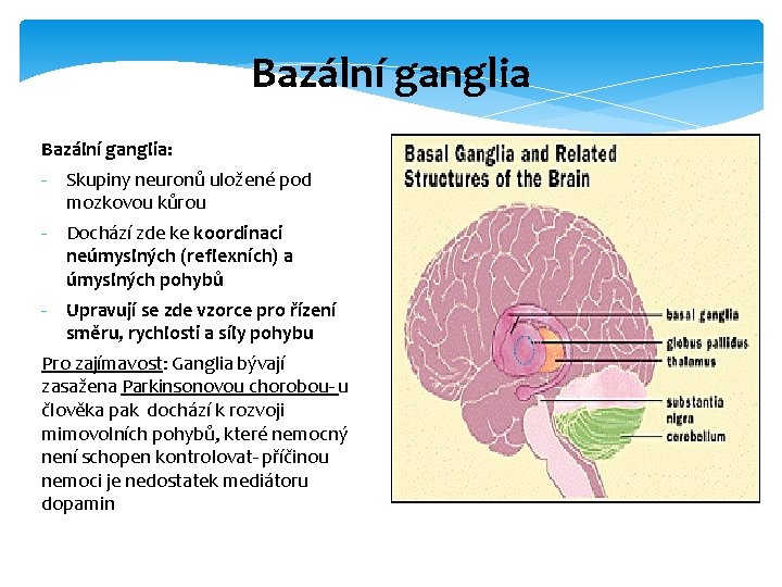 Bazální ganglia: - Skupiny neuronů uložené pod mozkovou kůrou - Dochází zde ke koordinaci