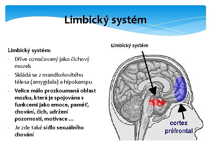 Limbický systém: - Dříve označovaný jako čichový mozek - Skládá se z mandloňovitého tělesa