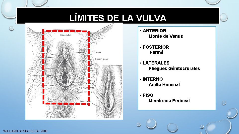 LÍMITES DE LA VULVA • ANTERIOR Monte de Venus • POSTERIOR Periné • LATERALES