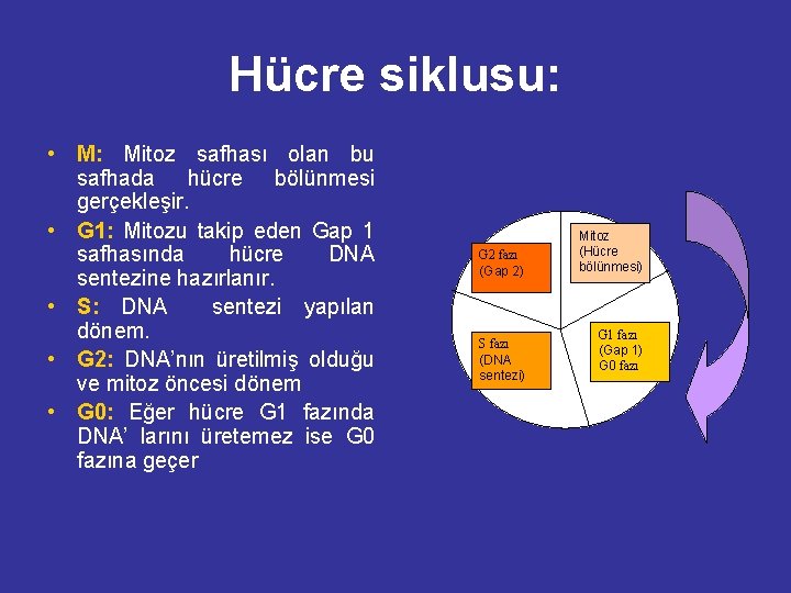 Hücre siklusu: • M: Mitoz safhası olan bu safhada hücre bölünmesi gerçekleşir. • G