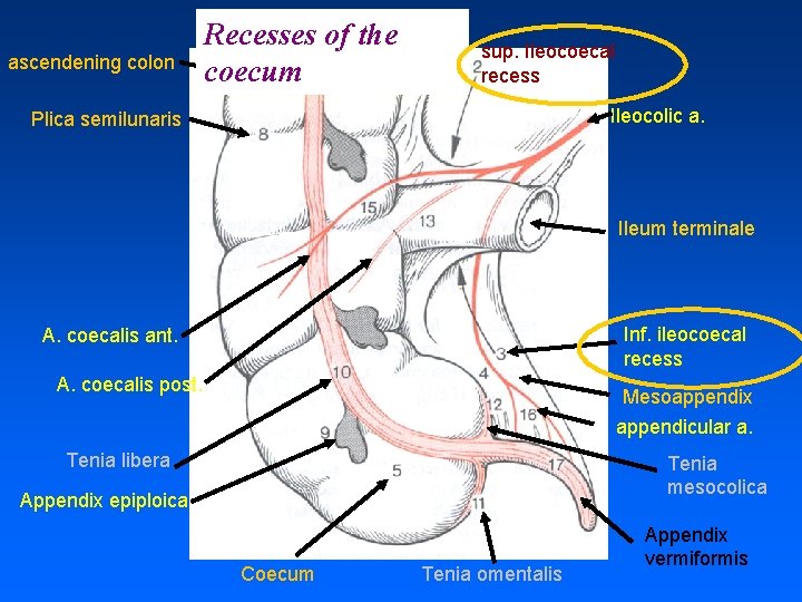 ascendening colon Recesses of the coecum sup. Ileocoecal recess Ileocolic a. Plica semilunaris Ileum