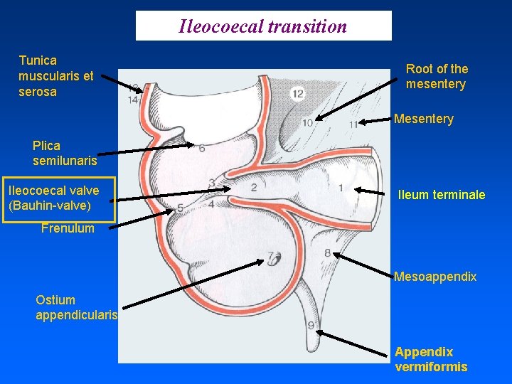 Ileocoecal transition Tunica muscularis et serosa Root of the mesentery Mesentery Plica semilunaris Ileocoecal