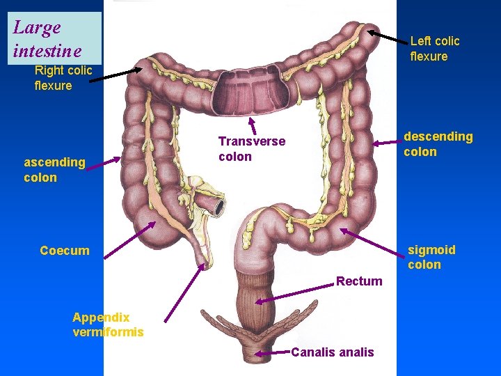 Large intestine Left colic flexure Right colic flexure ascending colon descending colon Transverse colon