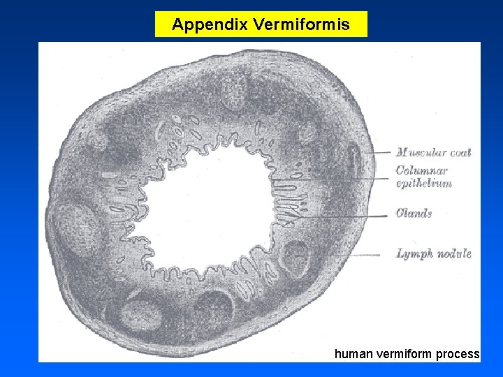 Appendix Vermiformis human vermiform process 