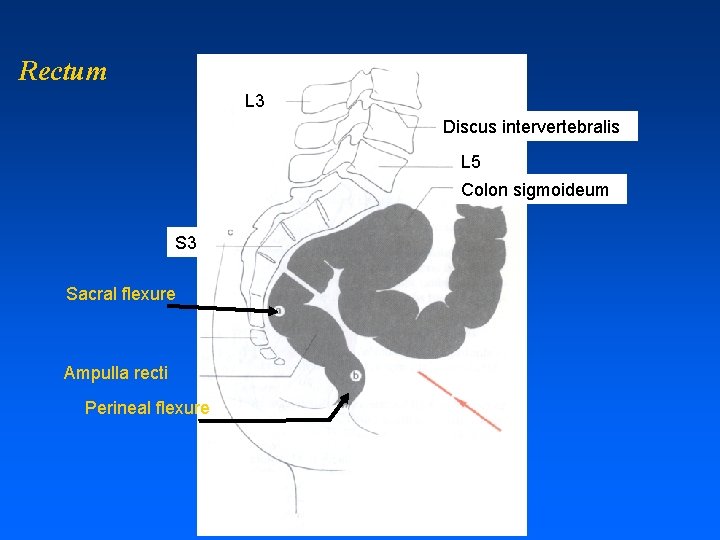 Rectum L 3 Discus intervertebralis L 5 Colon sigmoideum S 3 Sacral flexure Ampulla