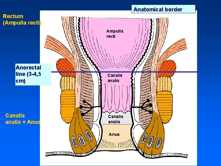 Anatomical border Rectum (Ampulla recti) Ampulla recti Anorectal line (3 -4, 5 cm) Canalis