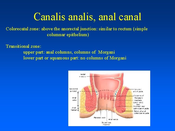 Canalis, anal canal Colorecatal zone: above the anorectal junction: similar to rectum (simple columnar