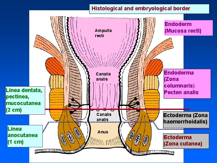 Histological and embryological border Ampulla recti Linea dentata, pectinea, mucocutanea (2 cm) Linea anocutanea