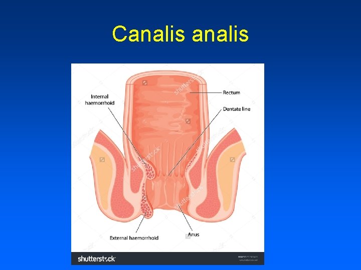 Canalis 