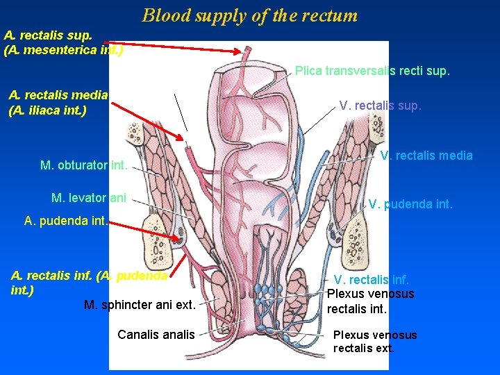 Blood supply of the rectum A. rectalis sup. (A. mesenterica inf. ) Plica transversalis