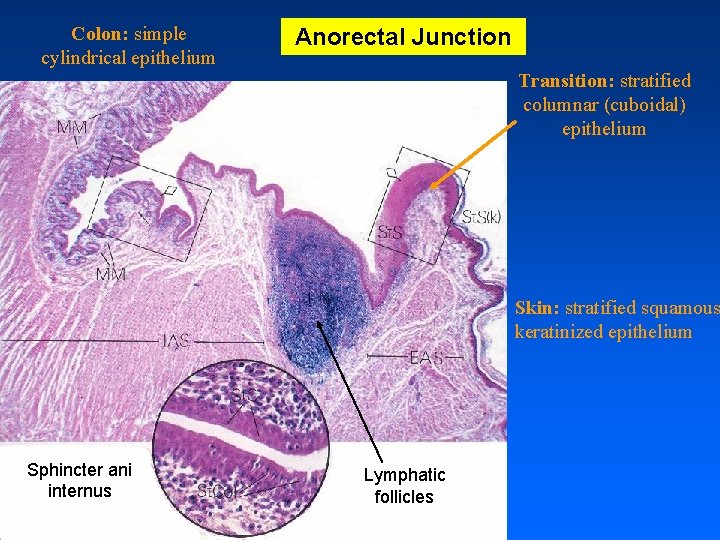 Colon: simple cylindrical epithelium Anorectal Junction Transition: stratified columnar (cuboidal) epithelium Skin: stratified squamous