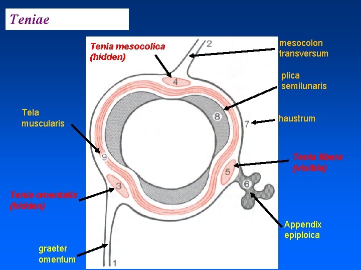 Teniae Tenia mesocolica (hidden) mesocolon transversum plica semilunaris Tela muscularis haustrum Tenia libera (visible)