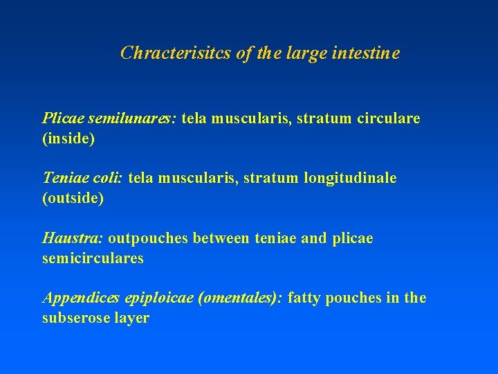 Chracterisitcs of the large intestine Plicae semilunares: tela muscularis, stratum circulare (inside) Teniae coli: