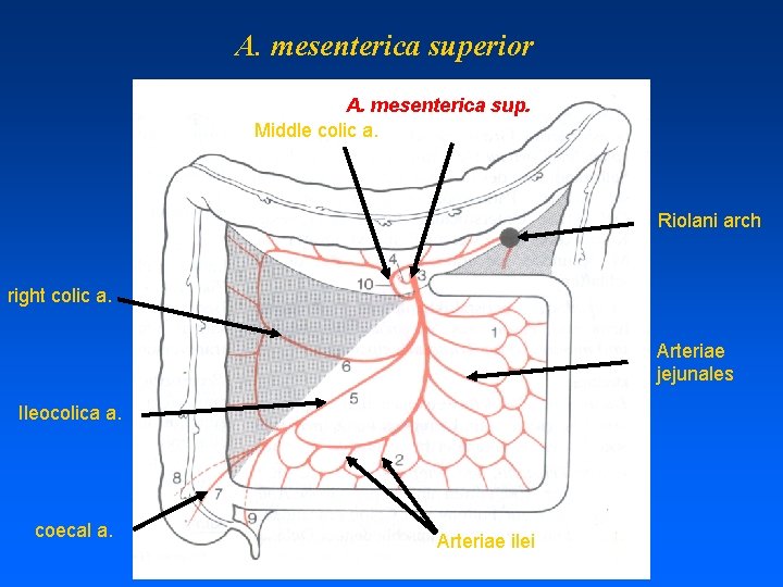 A. mesenterica superior A. mesenterica sup. Middle colic a. Riolani arch right colic a.