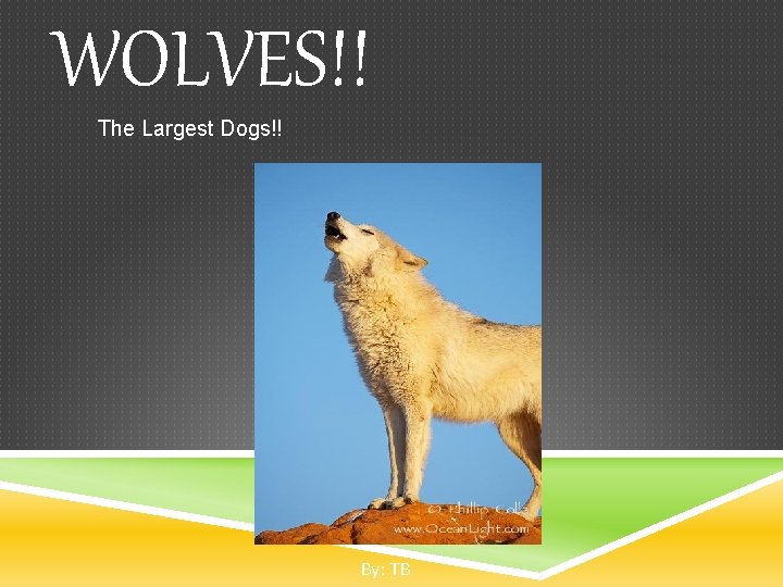WOLVES!! The Largest Dogs!! By: TB 