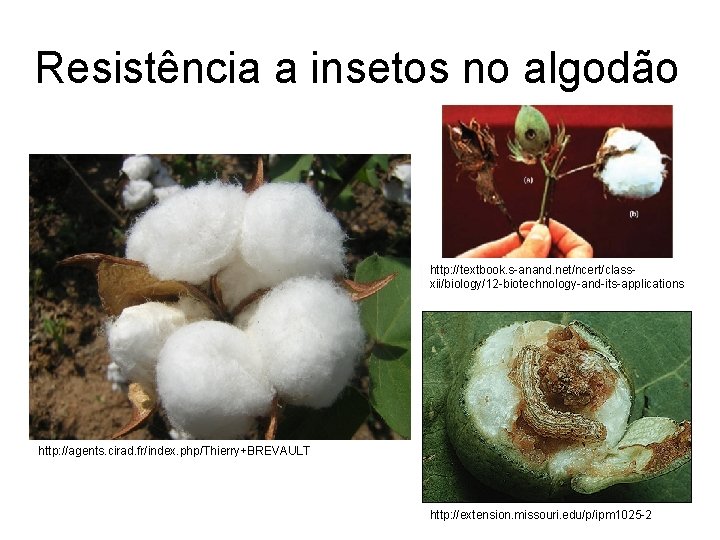 Resistência a insetos no algodão http: //textbook. s-anand. net/ncert/classxii/biology/12 -biotechnology-and-its-applications http: //agents. cirad. fr/index.