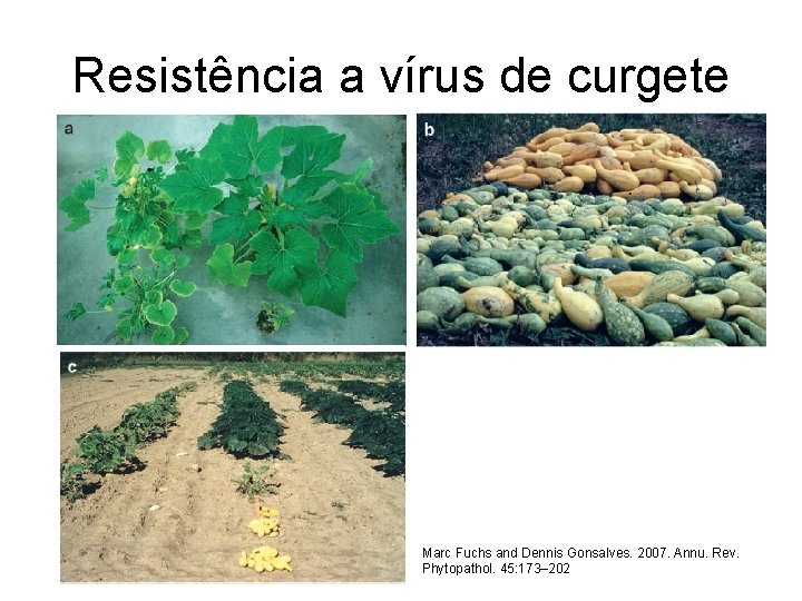 Resistência a vírus de curgete Marc Fuchs and Dennis Gonsalves. 2007. Annu. Rev. Phytopathol.