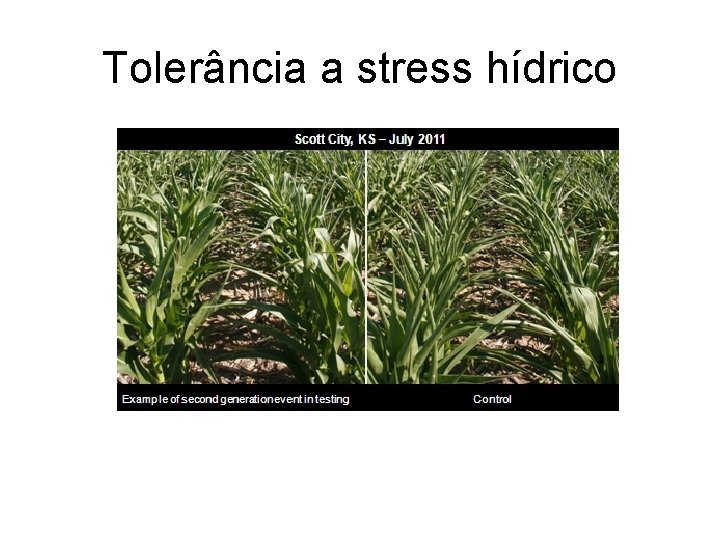 Tolerância a stress hídrico 