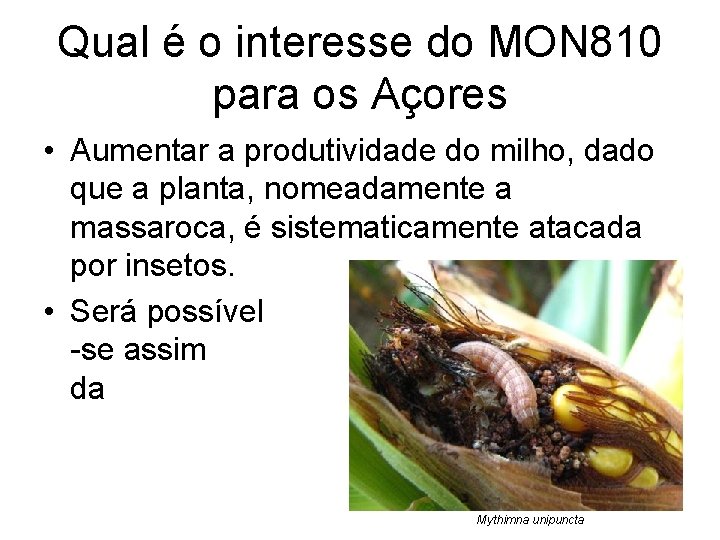 Qual é o interesse do MON 810 para os Açores • Aumentar a produtividade