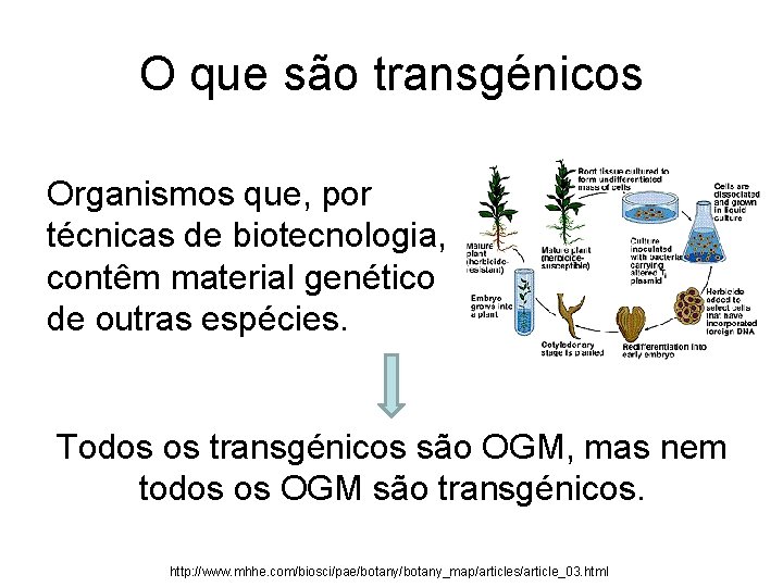 O que são transgénicos Organismos que, por técnicas de biotecnologia, contêm material genético de