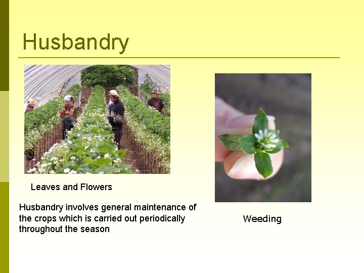Husbandry Leaves and Flowers Husbandry involves general maintenance of the crops which is carried