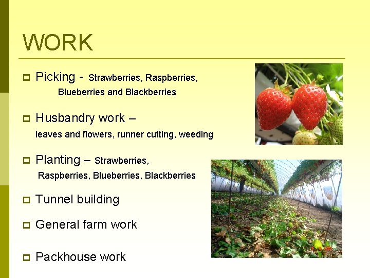 WORK Picking - Strawberries, Raspberries, Blueberries and Blackberries Husbandry work – leaves and flowers,