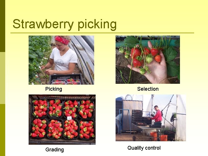 Strawberry picking Picking Grading Selection Quality control 