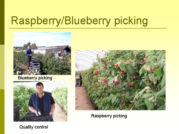 Raspberry/Blueberry picking Raspberry picking Quality control 