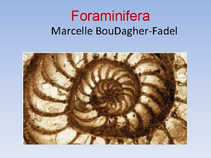 Foraminifera Marcelle Bou. Dagher-Fadel 