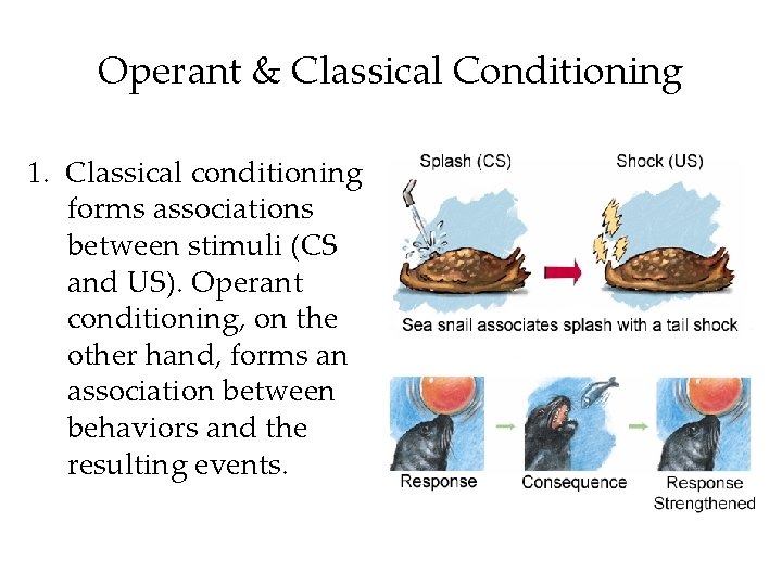 Operant & Classical Conditioning 1. Classical conditioning forms associations between stimuli (CS and US).