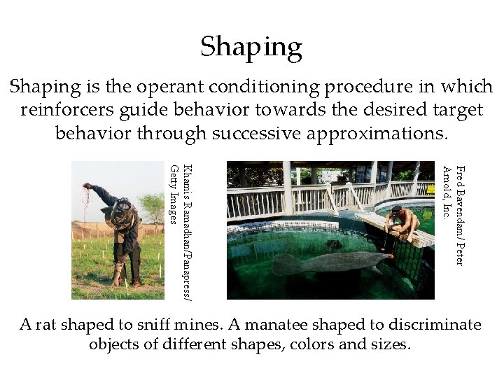 Shaping is the operant conditioning procedure in which reinforcers guide behavior towards the desired