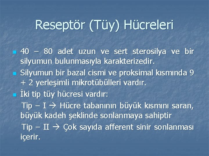 Reseptör (Tüy) Hücreleri n n n 40 – 80 adet uzun ve sert sterosilya