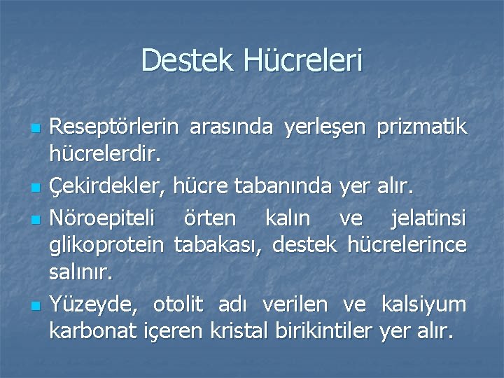 Destek Hücreleri n n Reseptörlerin arasında yerleşen prizmatik hücrelerdir. Çekirdekler, hücre tabanında yer alır.