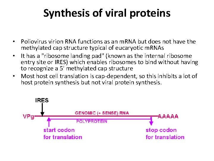 Synthesis of viral proteins • Poliovirus virion RNA functions as an m. RNA but