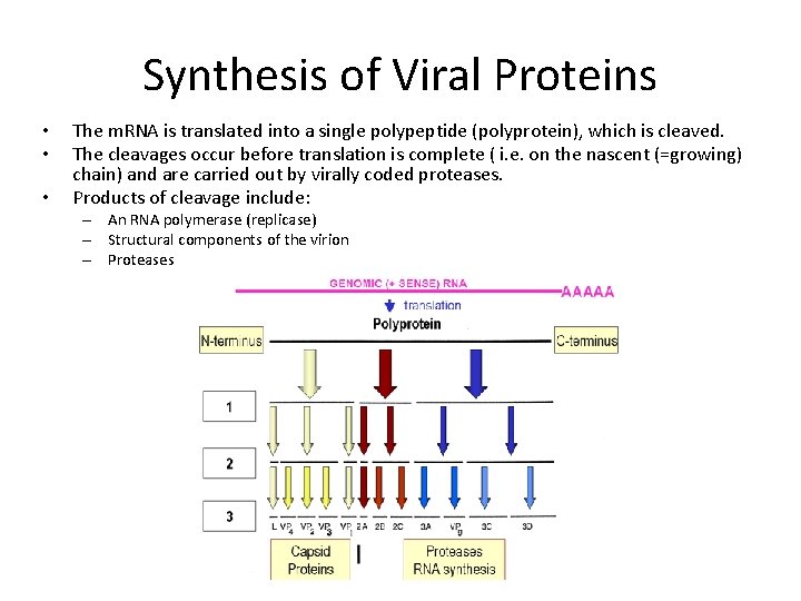 Synthesis of Viral Proteins • • • The m. RNA is translated into a