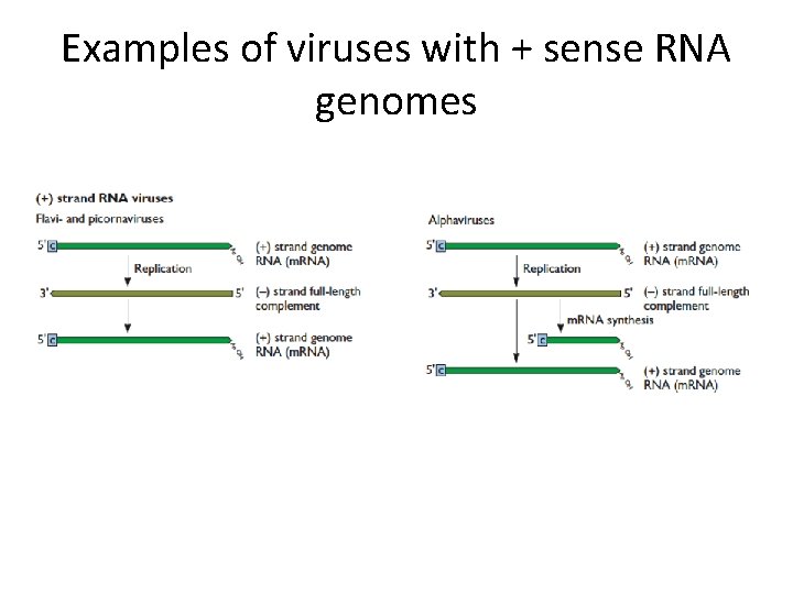 Examples of viruses with + sense RNA genomes 