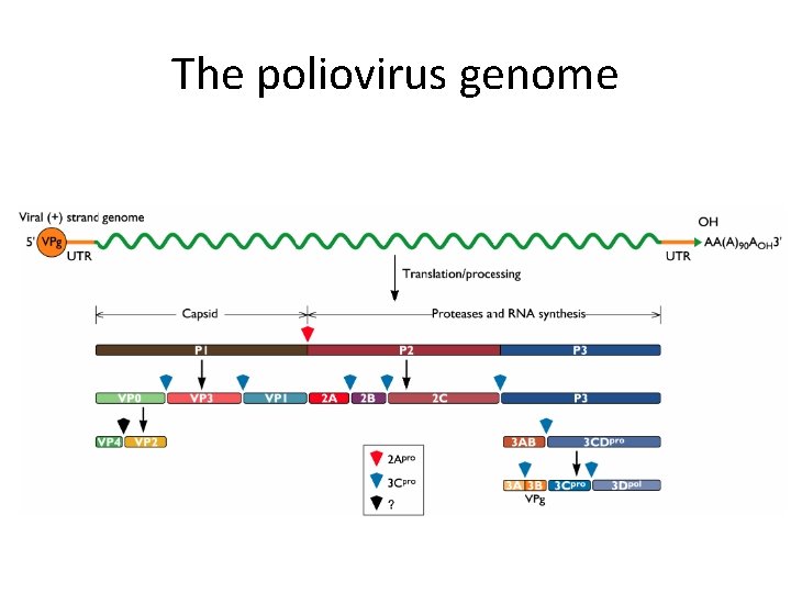 The poliovirus genome 