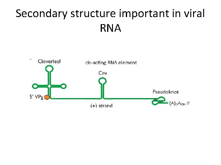 Secondary structure important in viral RNA 