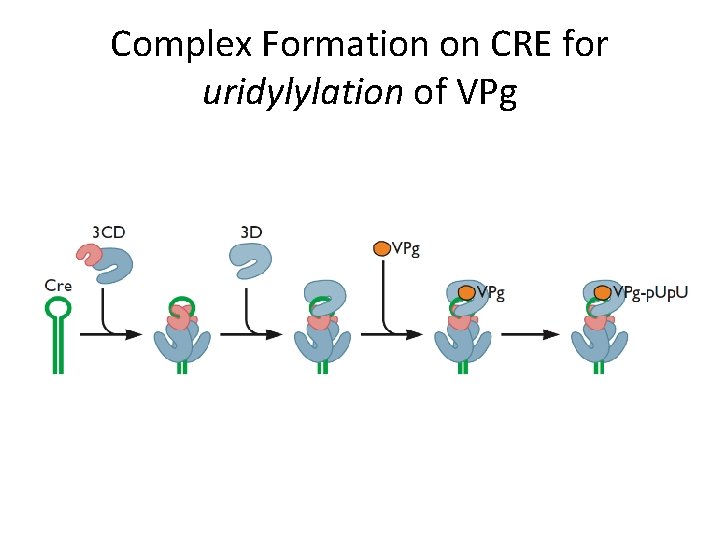 Complex Formation on CRE for uridylylation of VPg 