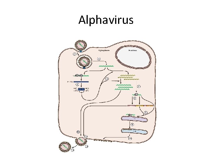Alphavirus 