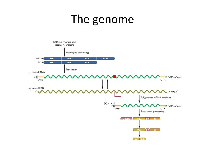 The genome 