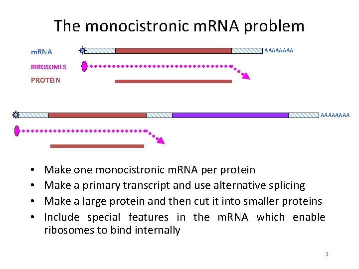 The monocistronic m. RNA problem m. RNA AAAA RIBOSOMES PROTEIN AAAA • • Make