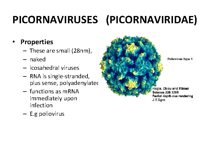PICORNAVIRUSES (PICORNAVIRIDAE) • Properties These are small (28 nm), naked icosahedral viruses RNA is